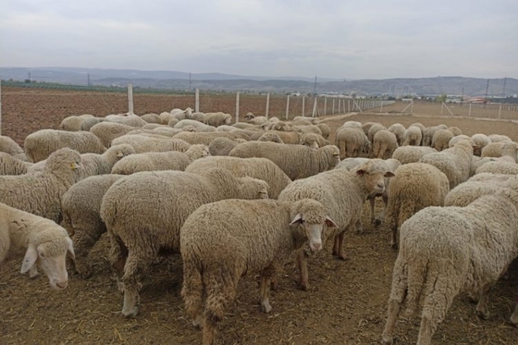 Hayvan pazarları kapatıldı