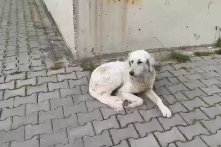 Köpeğe işkence!