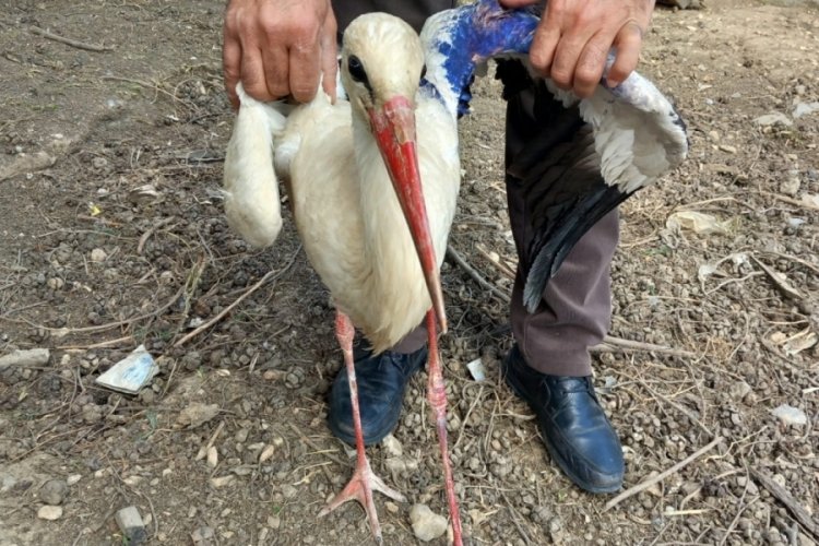 Yaralı halde bulunan leylek, tedavi altına alındı