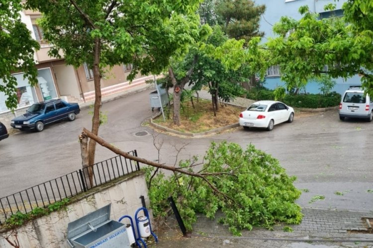 Bursa’da ağaca yıldırım düştü