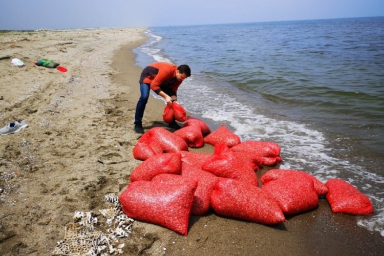 Mudanya’da 700 kilogram kum şırlanı ele geçirildi