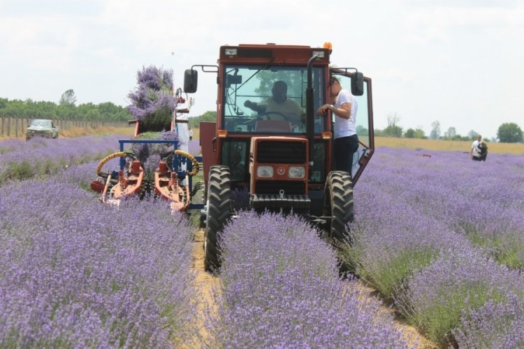 Lavanta yağının kilosu bin 300 liradan satılıyor