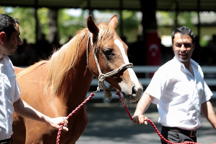 Bursa’da TİGEM 10 milyon 480 Tl’ye satıldılar