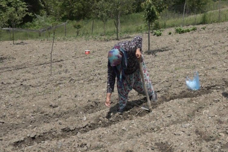 Havaların geç ısınması fide ekimini geciktirdi