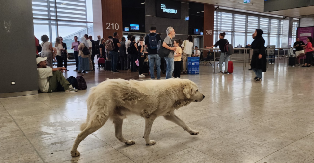 Sabiha Gökçen’de tepki çeken manzara!