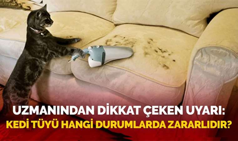 Kedi tüyü hangi durumlarda zararlıdır?