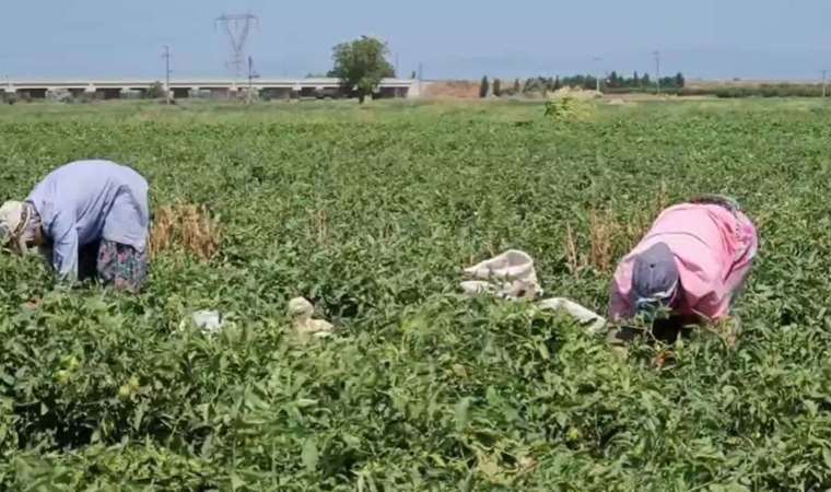 Mevsimlik tarım işçisi isyan etti