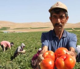 Tarla sahibi isyan etti: ‘Gelin tarladan 4 liraya alın’