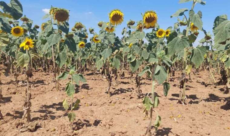 Trakya’da son yılların en büyük kuraklığı