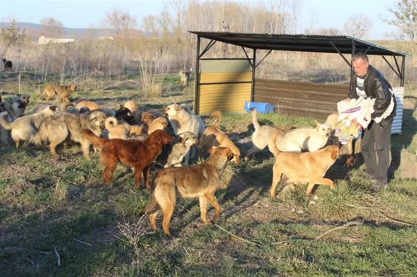 3 bin Sokak Köpeği İçin 10 Yıldır Verdiği Mücadeleyle Hafızalara Kazındı!