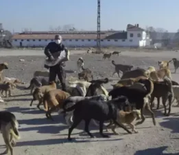 Barınaklara Bir Düzen, Sokak Hayvanlarına destek Lazım!