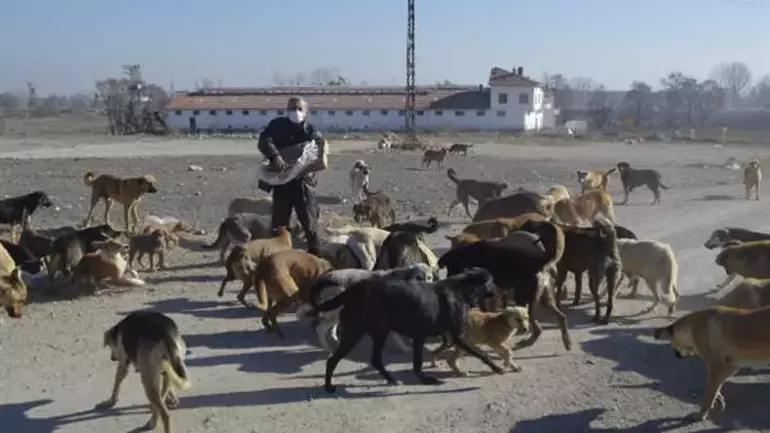 Barınaklara Bir Düzen, Sokak Hayvanlarına destek Lazım!