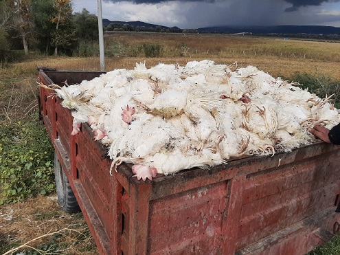 Salgın mı Var? Hayvanlar Ülkenin Umududur!