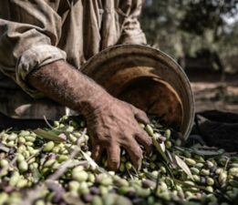 Tarım Kredi, zeytin üreticilerini mağdur etti