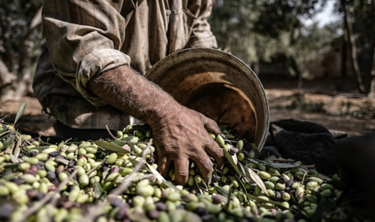 Tarım Kredi, zeytin üreticilerini mağdur etti