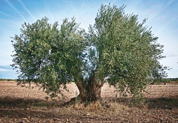 Kırsal ve Çevre Çalışma Grubu zeytin ağaçlarını yalnız bırakmıyor